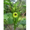 Green Garden Seeds 100 Clemson Spineless Okra Seeds, NON-GMO,