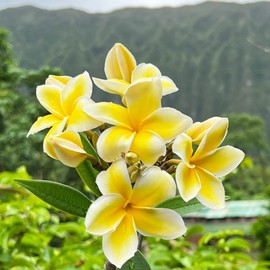 Live Tropical Yellow Plumeria Plant Cuttings, 10 Inches Long No Bloom, 2 Pack,