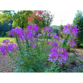 Seeds Bee Blooming Hot Purple Spider Flower (Cleome) 30 SEEDS -  BOLD BRIGHT COLOR! Comb.S/H!