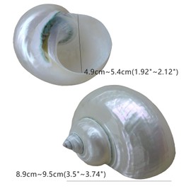 iao.v.p 2pcs Shiny Shells, XXL Size Opening 1.9-2.1" Natural Hermit Crab Sea Conch, Turbo Seashells for Hermit Crab Supplies and Beach Decoration, Polished White Jade Turbo Sea Shell, Length 3.5-3.7"