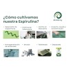 Alga Spirulina Máxima Orgánica 500 Bolitas Espirulina 3pack