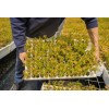 The Jonsteen Company Dawn Redwood | Small Tree Seedling |