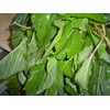 300 Jamaican CALLALOO SEEDS (Edible Amaranth) Real Jamaican Organic Heirloom