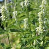 Outsidepride Agastache Mexicana White - 5000 Seeds