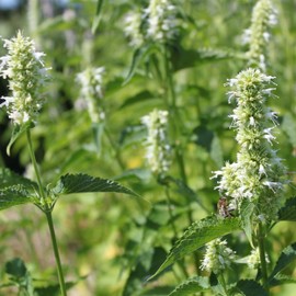 Outsidepride Agastache Mexicana White - 5000 Seeds