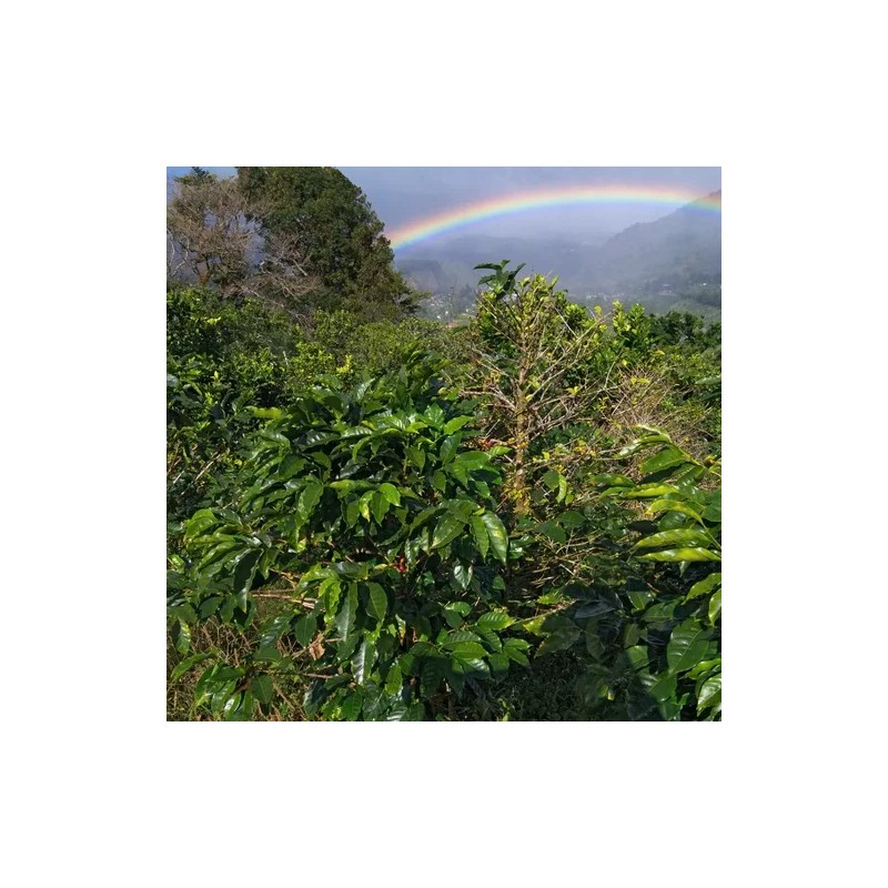 Café Veracruzano 100% Arábica Exportación Premium Coatepec
