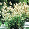 22Day Seeds: Seeds Bunny Tail/Annual Ornamental Plant Grass