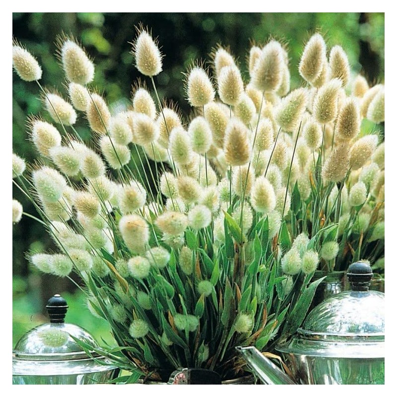 22Day Seeds: Seeds Bunny Tail/Annual Ornamental Plant Grass