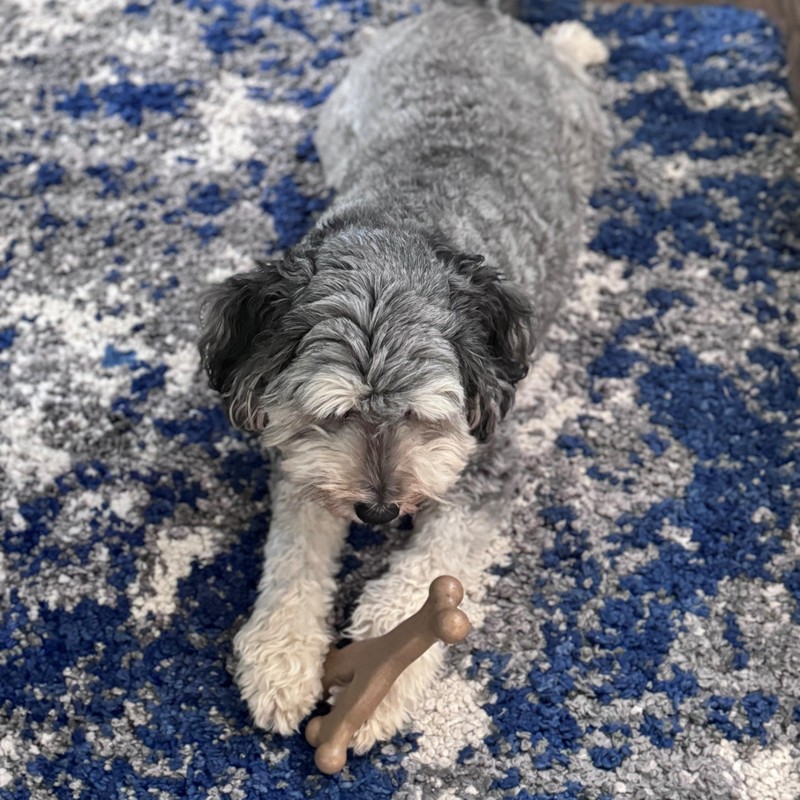 SPOT Bam-Bones Wishbone - Made with Strong Bamboo Fiber, Durable