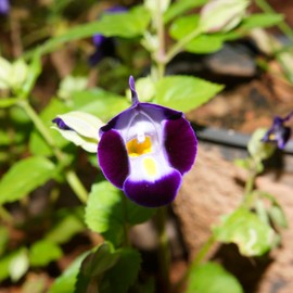 Torenia Fournieri Seeds Wishbone Flower Annual Easy Care Showy Low Maintenance Hanging Baskets Patio Containers Outdoor 20Pcs Flower Seeds by YEGAOL Garden