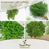 SaatPur Pimpinelle Seeds for Approx. 90 Plants Meadow Button Green