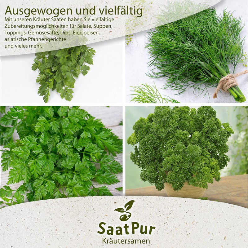 SaatPur Pimpinelle Seeds for Approx. 90 Plants Meadow Button Green