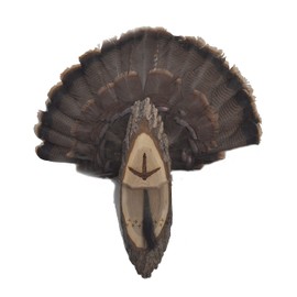 Turkey Fan Plaque Turkey Mounting Kit Turkey Hunting Turkey Fan and Beard Mount Turkey Fan Mount And Display Kit One Of A Kind Turkey Fan Mount