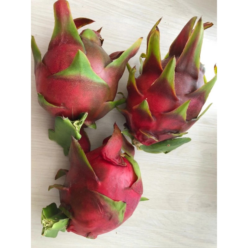 Cactus Red Dragon Fruit 2 Cutting 9-14" Hailey's Comet