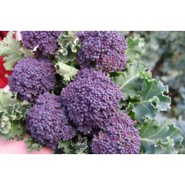 Southeast Seeds Purple Sprouting Broccoli Seeds, NON-GMO, Heirloom, Variety Sizes, FREE SHIP - 36k Seeds or 1/4 LB