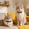 2 Pcs Retro Leather Cat Collar for Boy Cats, Adjustable