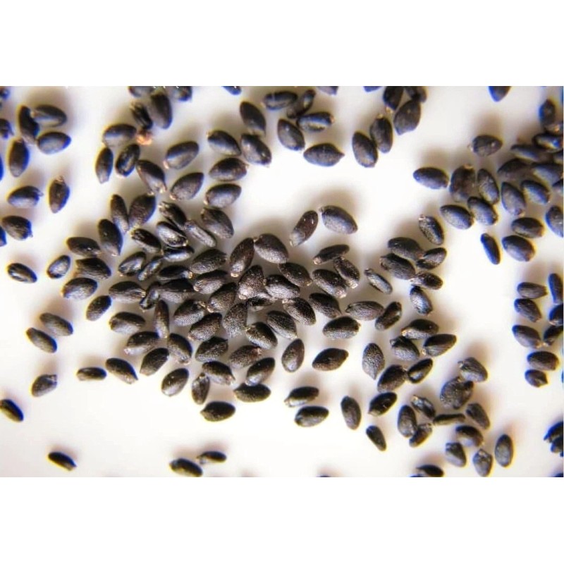 Seed-Top 250 Dragon Seeds Mix Pitahaya Rare varieties pitaya Easily