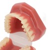 Tooth Model 28 Teeth Dental Orthodontic Model Teaching Study Supplies