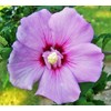 Hibiscus Mix 100+ Seeds Flowers Planting for Outdoor Indoor
