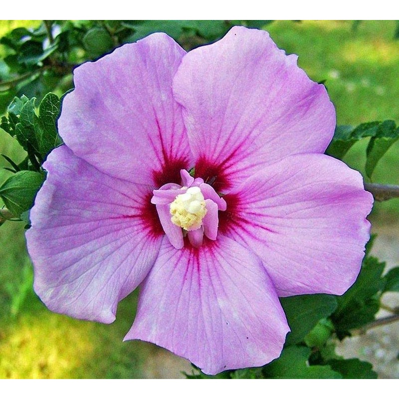 Hibiscus Mix 100+ Seeds Flowers Planting for Outdoor Indoor