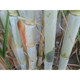 Unbranded SUGAR CANE GREEN JUICING CHEWING ORGANIC PLANT, 1 STICK