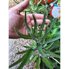 Unbranded (3) Mothers of Thousands Alligator Plant, Succulent Kalanchoe 3 Plants