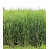 Hale Habitat & Seed RC Big Rock Switchgrass Native Grass