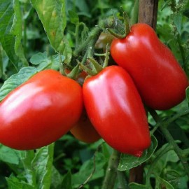 Southeast Seeds San Marzano Tomato Seeds, NON-GMO, Italian Pasting, Determinate, FREE SHIPPING - 60 Seeds