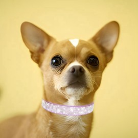 Bling Dog Collar, Rhinestone Dog Collars Cute Diamond Jewel Sparkle Fancy Leather Cat Pet Collar for XXS XSmall Small Medium Large XL XXL Puppy Girl Female, Purple S