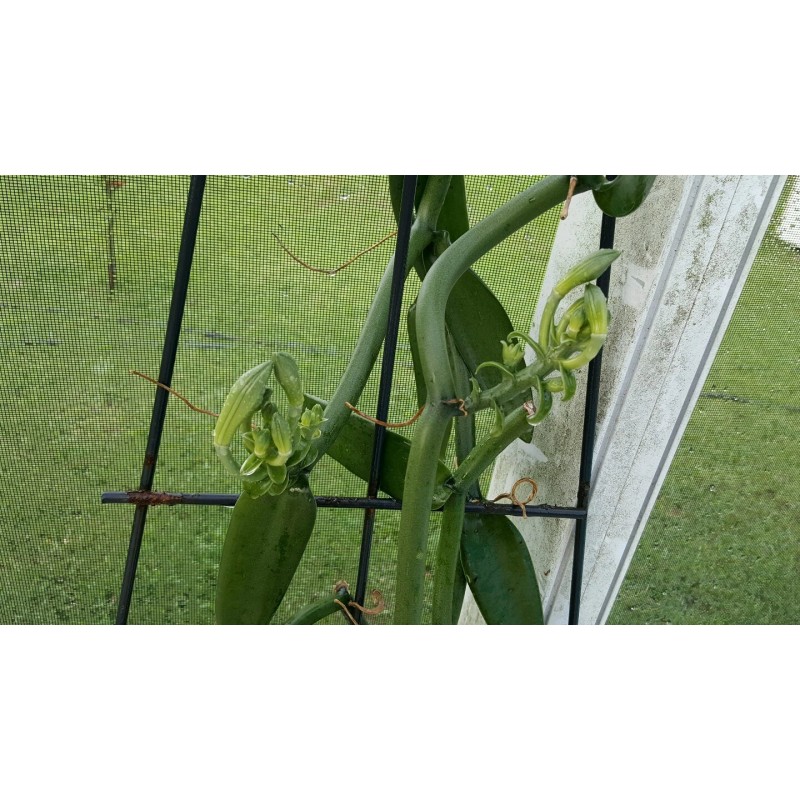 Orchids Vanilla Bean Orchid, 12 Inches Fresh Cutting from My