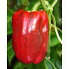 Seeds4planting - Seeds Bell Pepper Sweet Red Giant