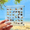 Acrylic Magnetic Seashell Display Box, Clear Acrylic 36 Grids Storage