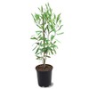 American Plant Exchange Dahoon Holly Evergreen Tree, 1 Gallon Pot,
