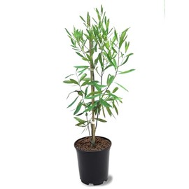 American Plant Exchange Dahoon Holly Evergreen Tree, 1 Gallon Pot, 1-1.5ft Tall, Live Outdoor Landscape Garden Plant, White Flowering Blooms, Red Berries, Pyramidal, Hedge & Privacy Screen Tree