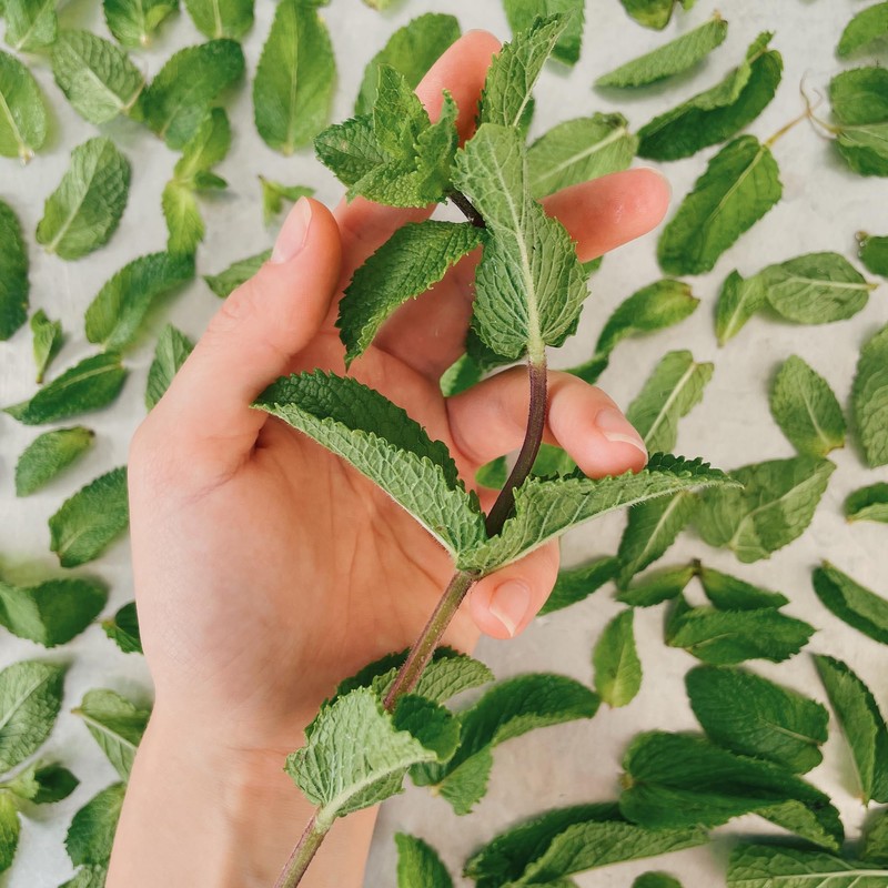 GranAroma Dried Spearmint Leaves, 2.8 oz, Refreshing & Aromatic, Drinks