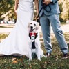 Dog Tuxedo,Formal Wedding Dog Bandana Adjustable Collar with Bowtie,Detachable Bow