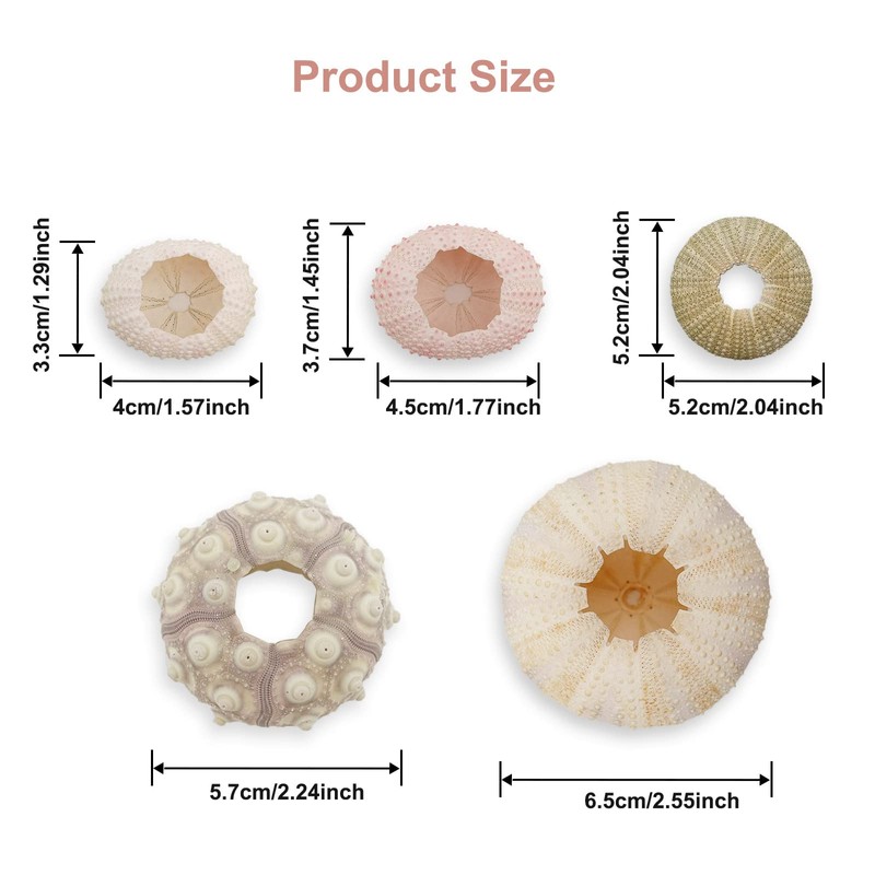 5 Pack Mini Sea Urchin Shell Hanging Pot-Air Plant Holder