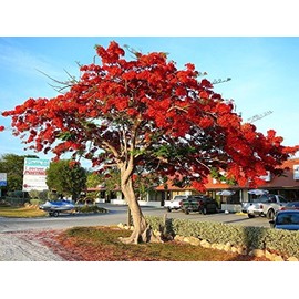 Royal Poinciana Delonix flamboyan tree exotic seed 20 seeds red flower