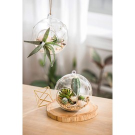 Mkono 6-Inch Hanging Glass Planter Round Air Plant Terrarium Decorations for Succulent, Tillandsia, Candle Holder, 2 Packs