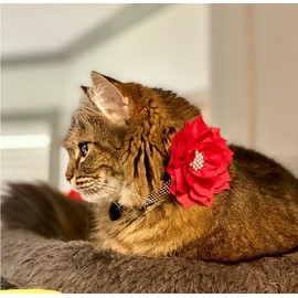 Haoyueer Cute Dazzling Sparkling Elegant Fancy Soft Suede Leather Bling Rhinestone Crystal Jeweled Pet Cat Dog Puppy Collar Dog Leash Combo Set (Red7, XXS), XX-Small