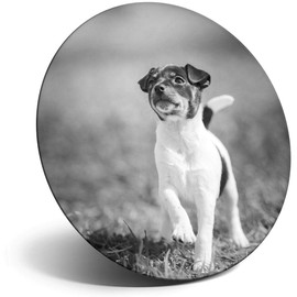 Destination Vinyl ltd Magnet for Refrigerator, Fridge BW - Cute Fox Terrier Dog Puppy for Office, Cabinet and Whiteboard, Magnetic Stickers, 38169