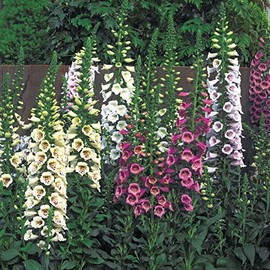 Park Seed Camelot Mix Hybrid Foxglove Seeds