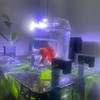 Inverted Betta Tank Holder Kit, 360-Degree Panoramic View for Betta