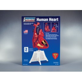 Lindberg Human Heart