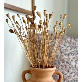 Natural Dried Papaver Stems, Dried Papaver, Bunch, 17 inch, Papaver Stems, Dried Floral, Home Decor, Small Papaver Stems