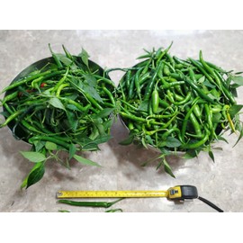 home grown Finger Hot Chilli pepper HEIRLOOM 50+ seeds 100% Organic Very high yield