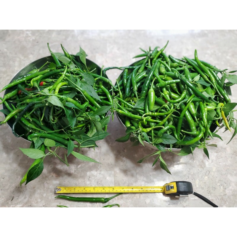 home grown Finger Hot Chilli pepper HEIRLOOM 50+ seeds 100%