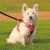 COMSLE Anti-Pull Dog Harness Small Medium Large Dog Pink S