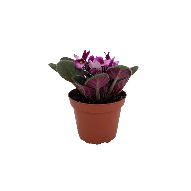 Novelty African Violet - 4" Pot - Best Blooming Plant