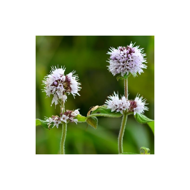 Aromatics International Aromatics International Bergamot Mint Essential Oil 15ml